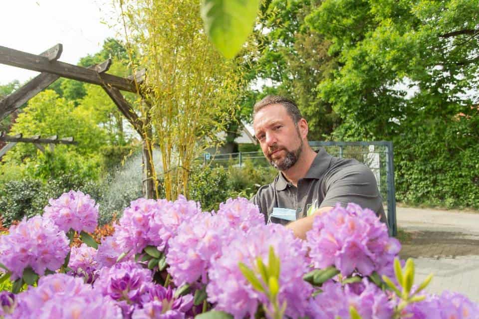 Andreas Irrling kümmert sich um den Riesen Rhodedendron im Eingangsbereich des Gartenmarktes. Der Gartenmarkt besteht inzwischen 55 Jahre und soll nun erneut erweitert werden. (© Foto: René Matschkowiak)