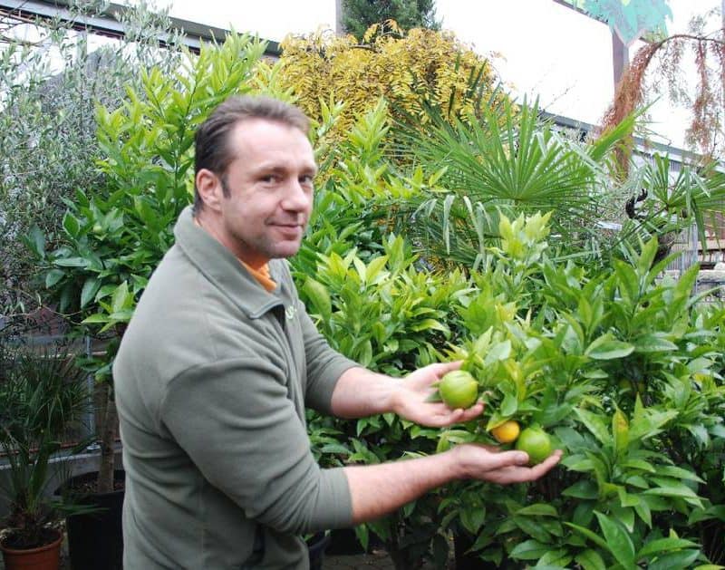 Orangenbaum oder doch Palmen?: Gärtnerei-Chef Andreas Irrling stellt einige seiner Pflanzen für den Uni-Ball. © Foto: MOZ/Julia Lehmann