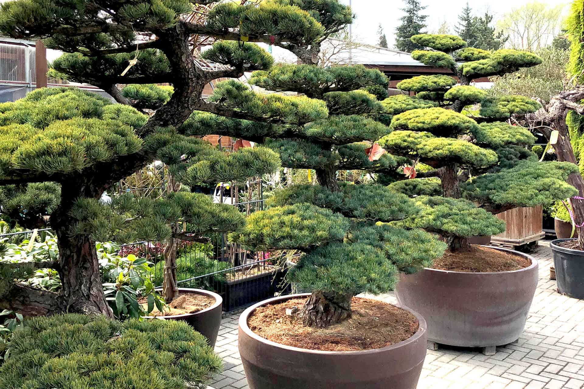 exotische Bonsai Bäume